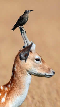 Lavoro di team per comprendere esattamente il testo di partenza